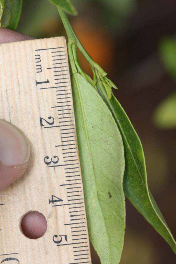              Unifoliolate leaf (Riverside, CA)       
